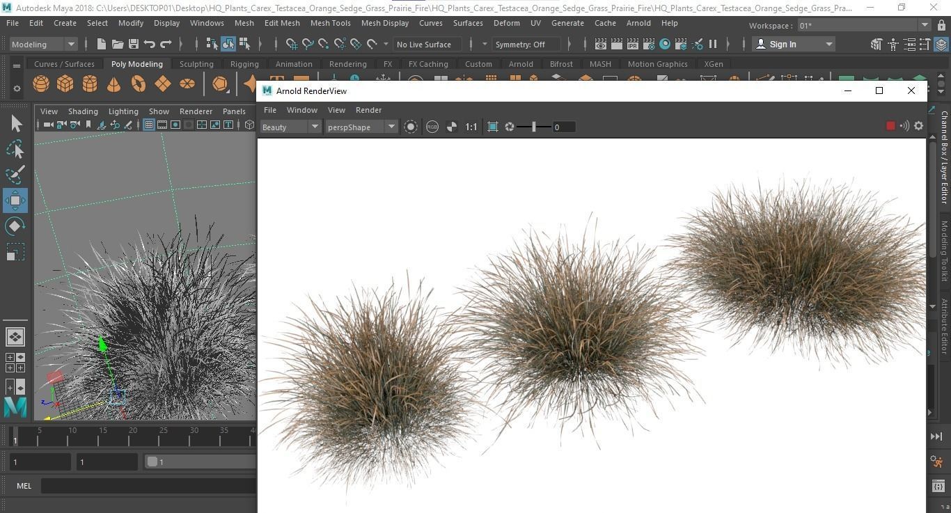 Plants Carex Testacea Orange Sedge Grass Prairie Fire 3D model_5