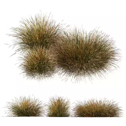Plants Carex Testacea Orange Sedge Grass Prairie Fire 3D model