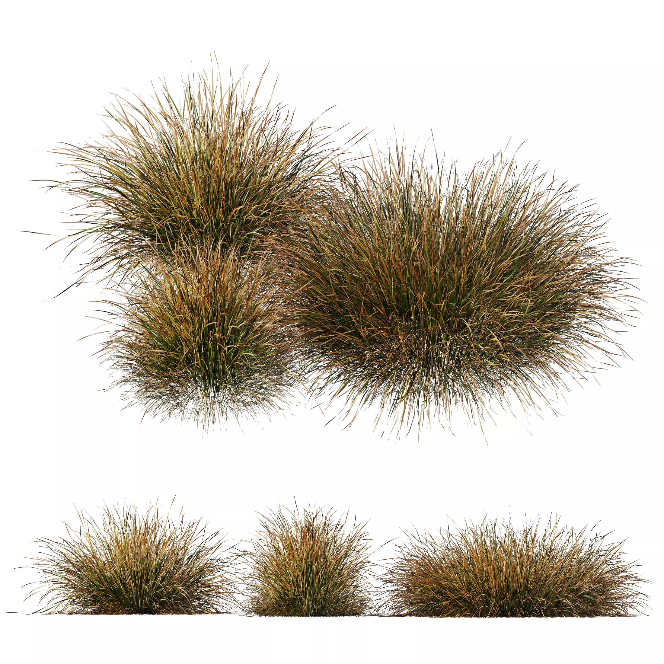 Plants Carex Testacea Orange Sedge Grass Prairie Fire 3D model_0