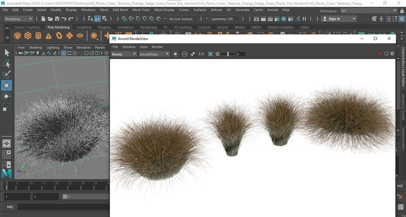 Plants Carex Testacea Orange Sedge Grass Prairie Fire Version3 3D model_6