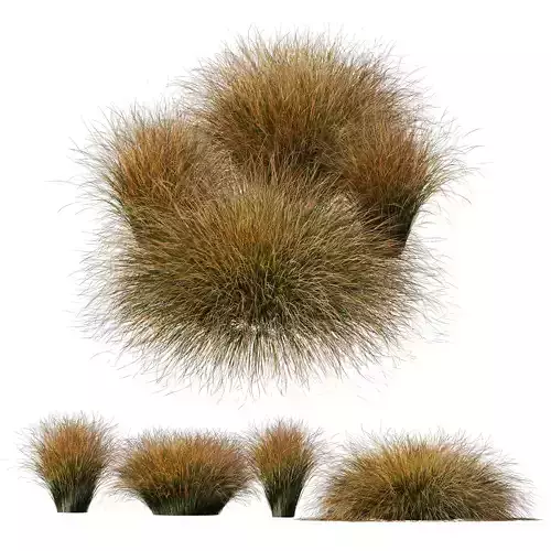 Plants Carex Testacea Orange Sedge Grass Prairie Fire Version3 3D model