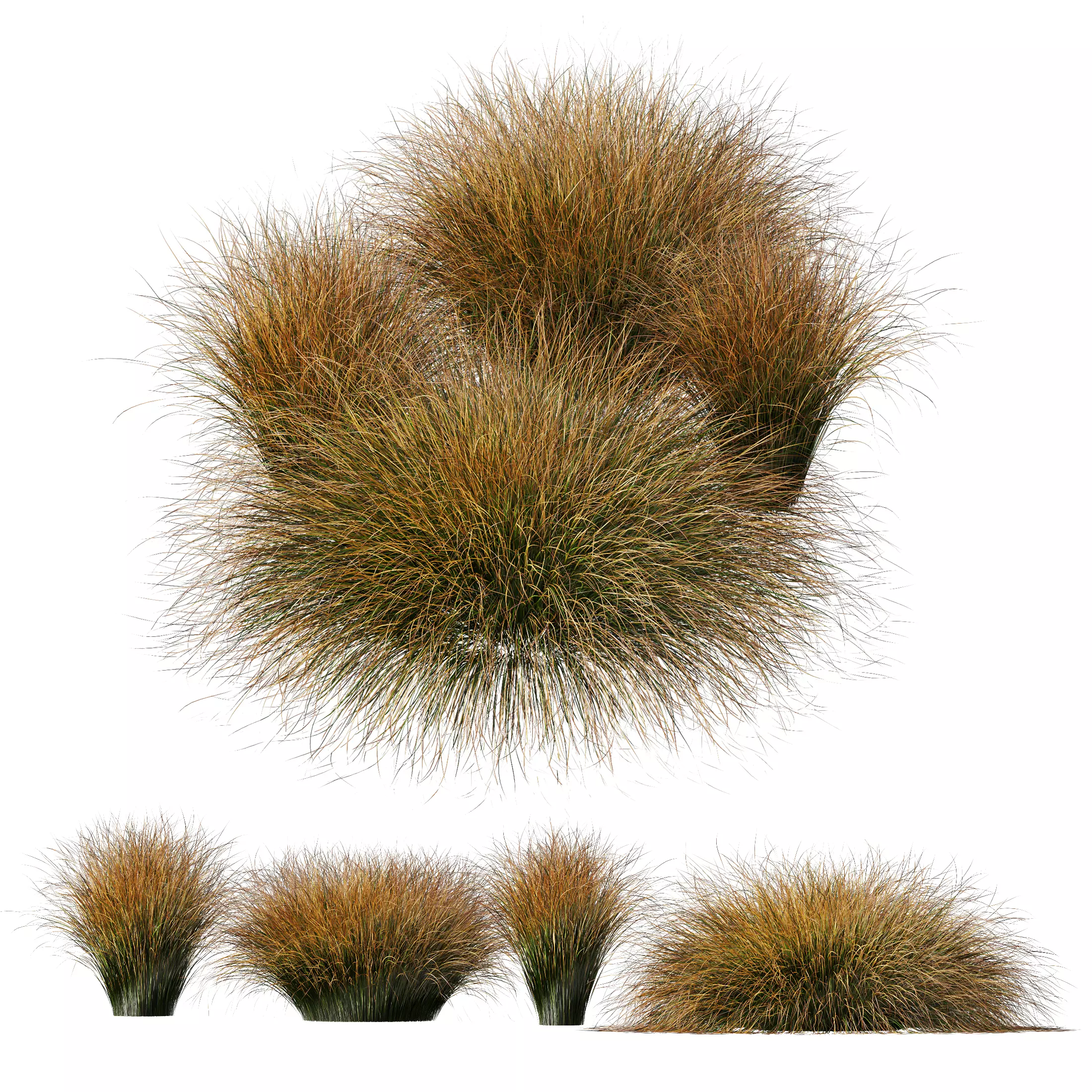 Plants Carex Testacea Orange Sedge Grass Prairie Fire Version3 3D model_0