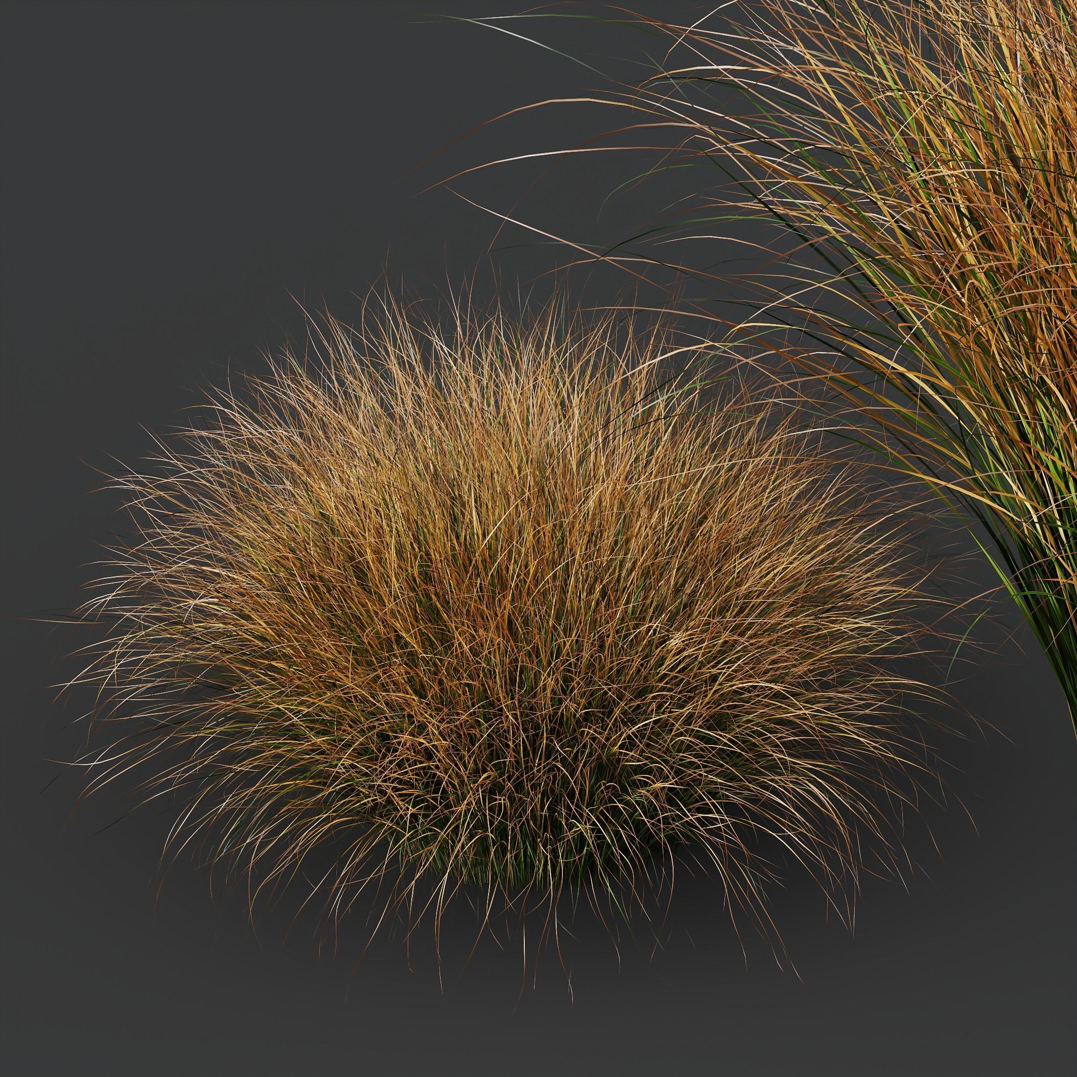 Plants Carex Testacea Orange Sedge Grass Prairie Fire Version3 3D model_2