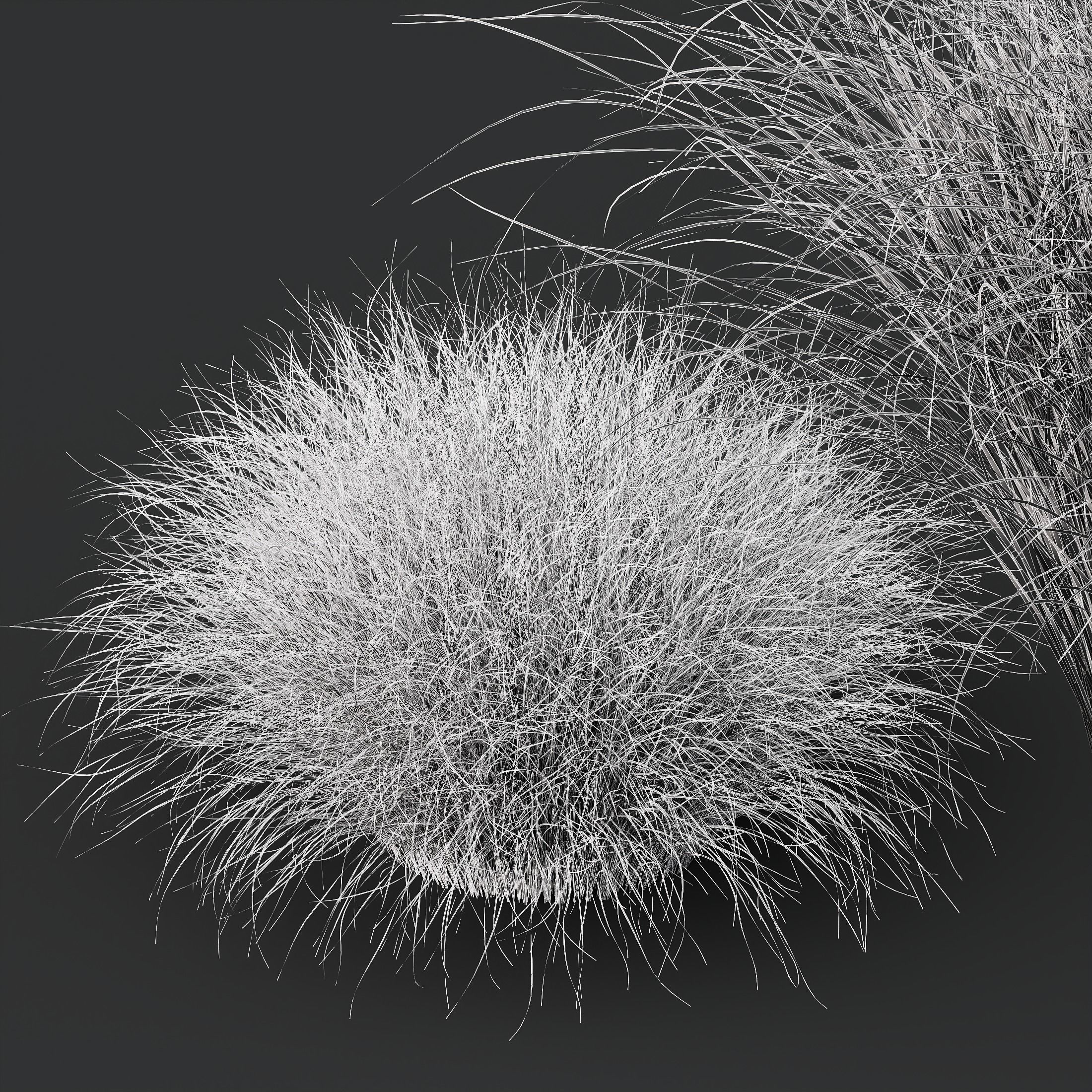 Plants Carex Testacea Orange Sedge Grass Prairie Fire Version3 3D model_4