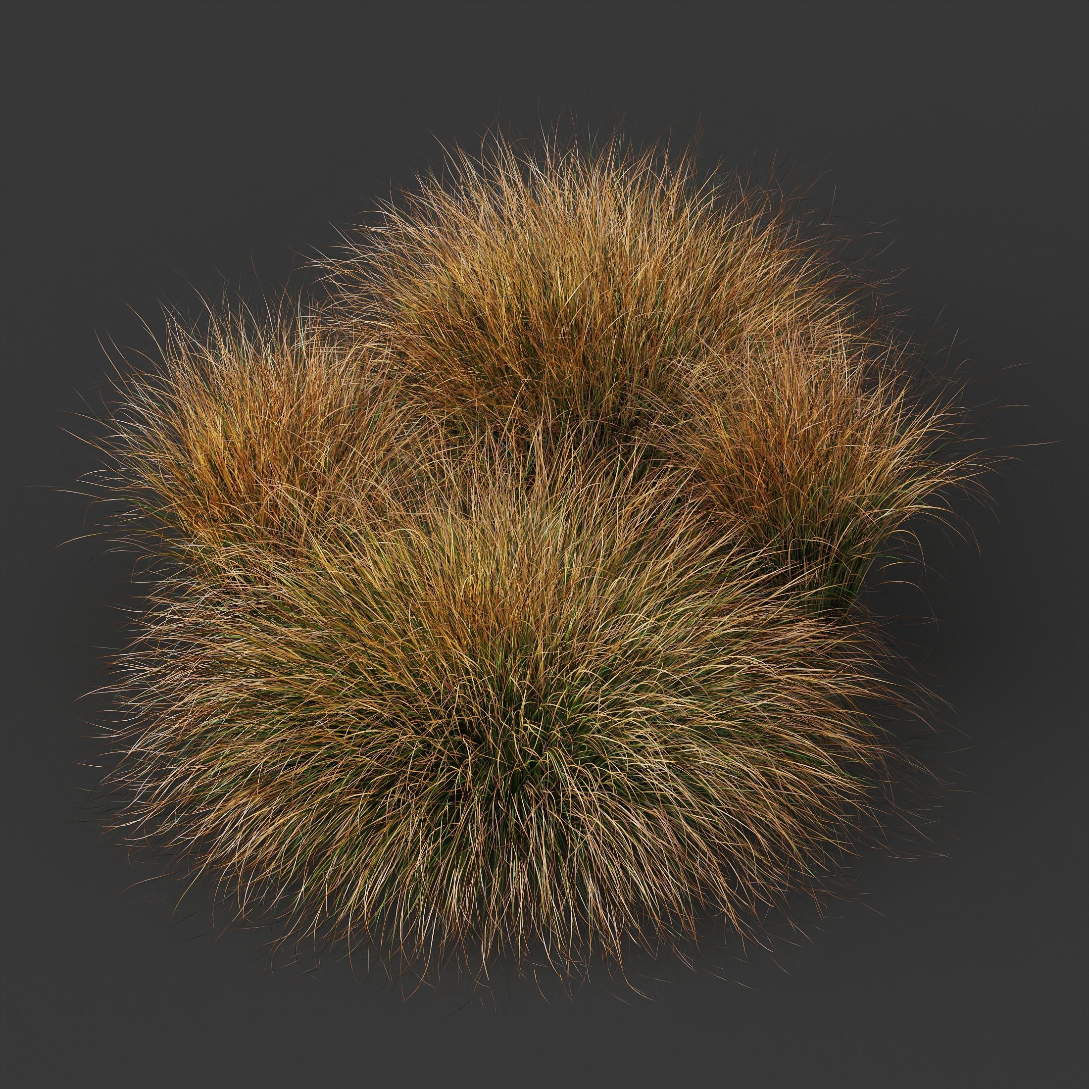 Plants Carex Testacea Orange Sedge Grass Prairie Fire Version3 3D model_3