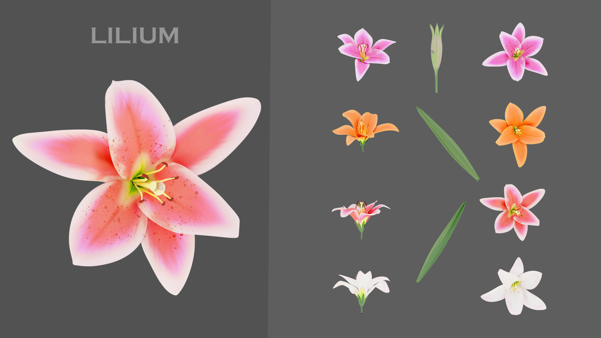 11 TYPE OF GARDEN FLOWERS with leaves Low-poly 3D model_1