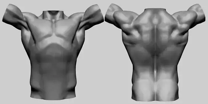 Base Male Torso A 3D model