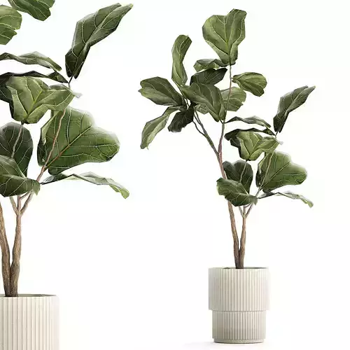 Beautiful Ficus lyrata tree in a flower pot for decoration 1247