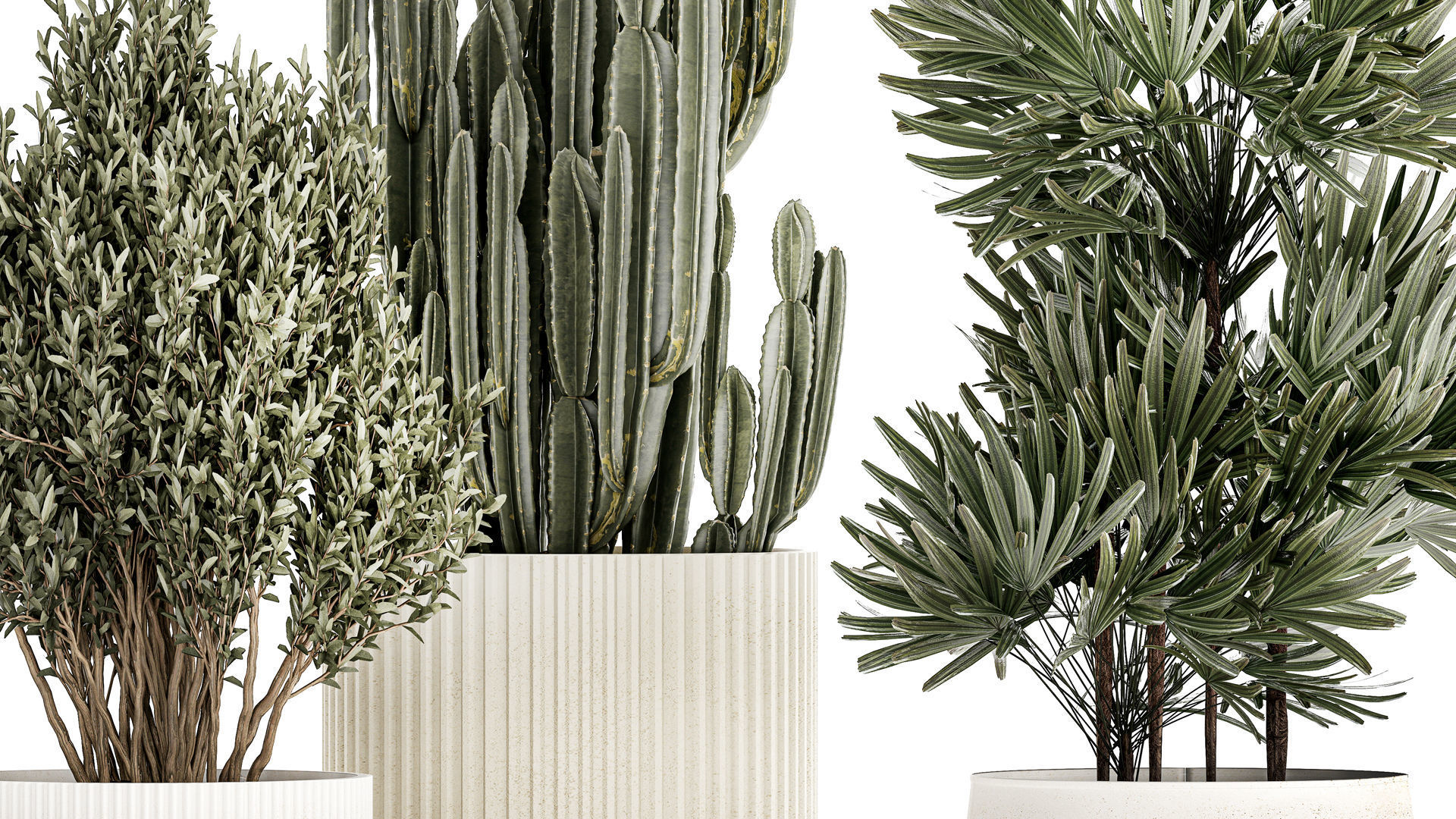 Beautiful Cereus and Olive plant in a flower pot 1248 3D model_4