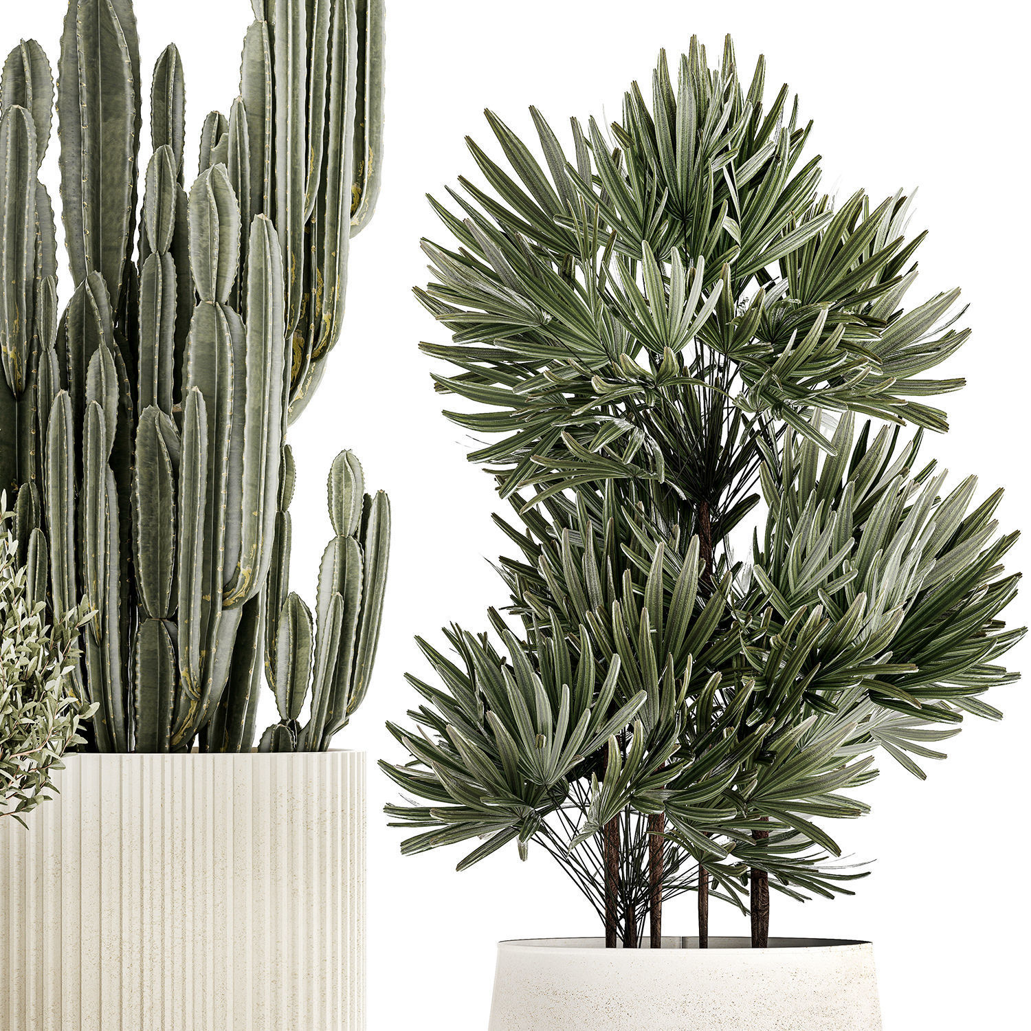 Beautiful Cereus and Olive plant in a flower pot 1248 3D model_6