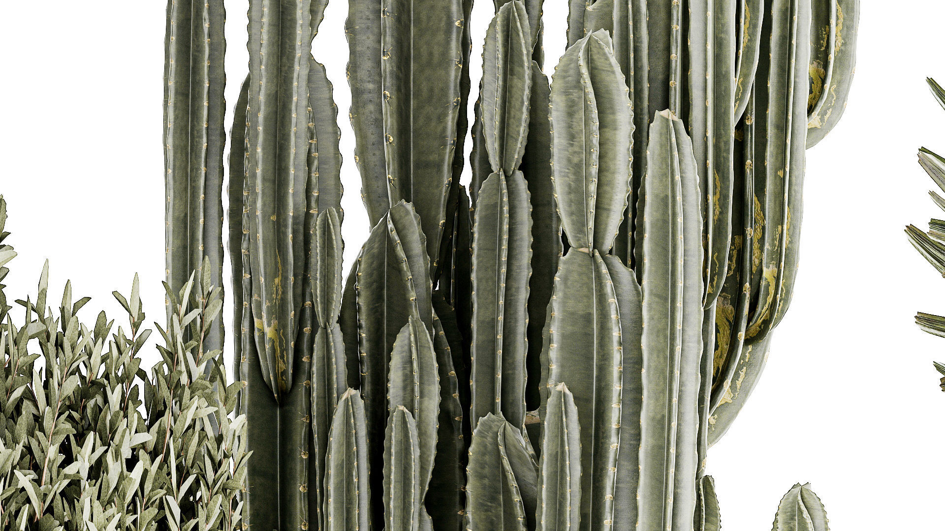 Beautiful Cereus and Olive plant in a flower pot 1248 3D model_5