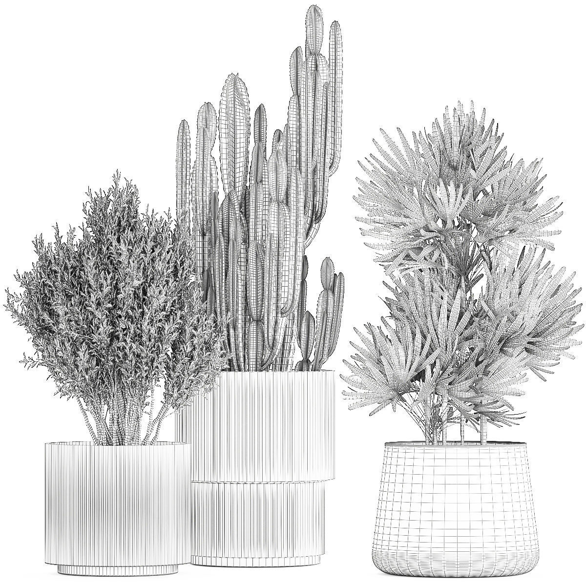 Beautiful Cereus and Olive plant in a flower pot 1248 3D model_11