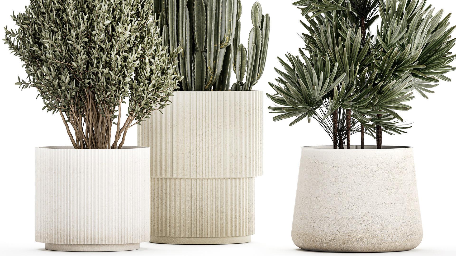 Beautiful Cereus and Olive plant in a flower pot 1248 3D model_3