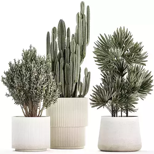 Beautiful Cereus and Olive plant in a flower pot 1248 3D model