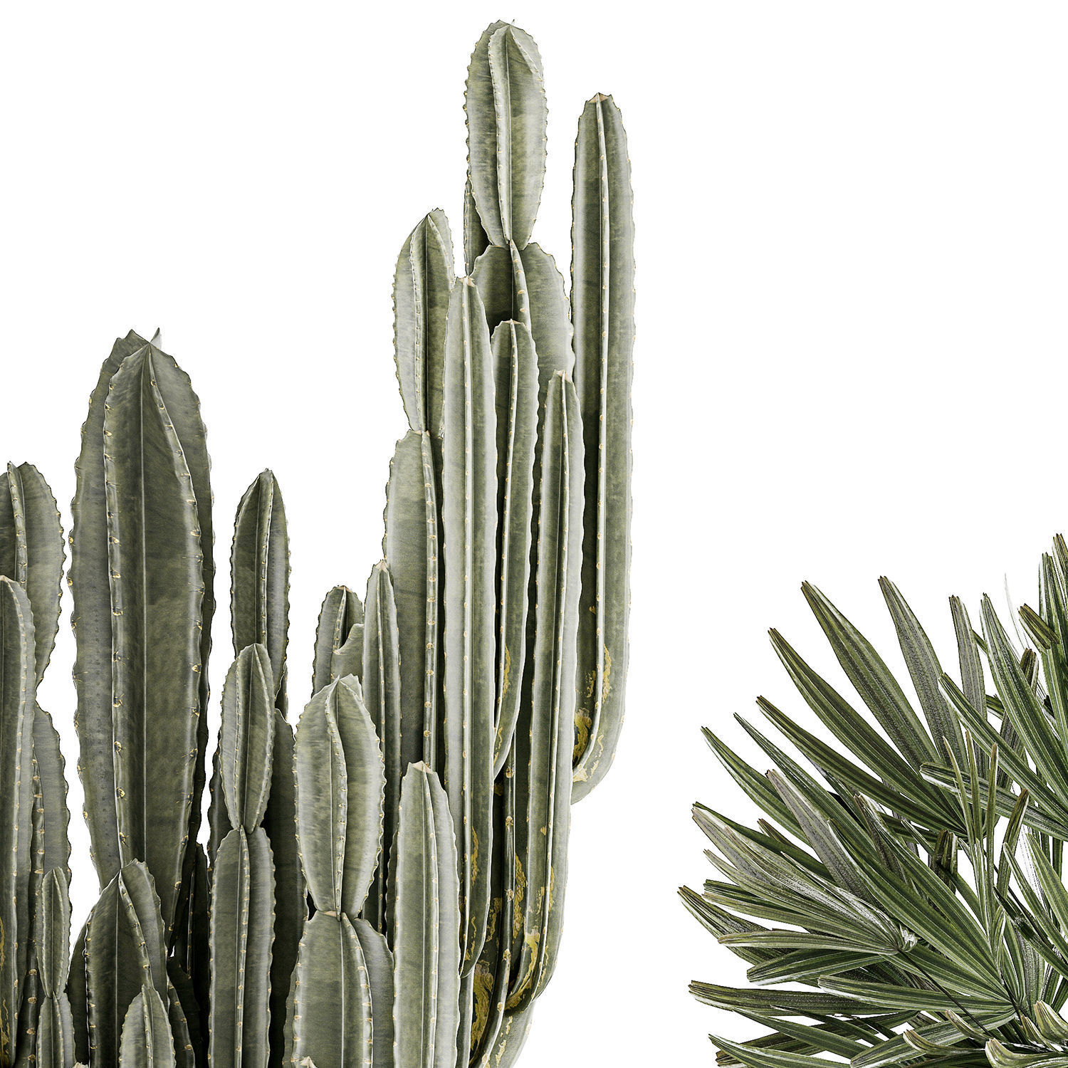 Beautiful Cereus and Olive plant in a flower pot 1248 3D model_9