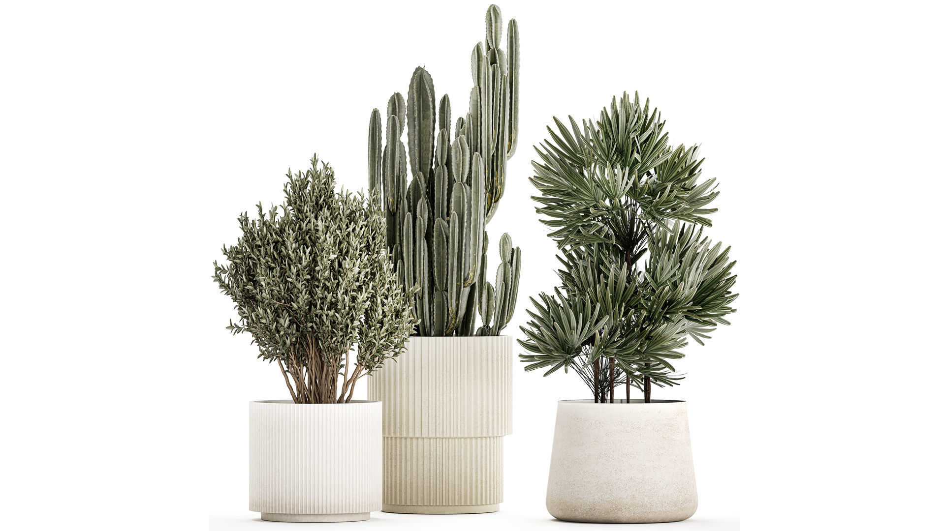 Beautiful Cereus and Olive plant in a flower pot 1248 3D model_2