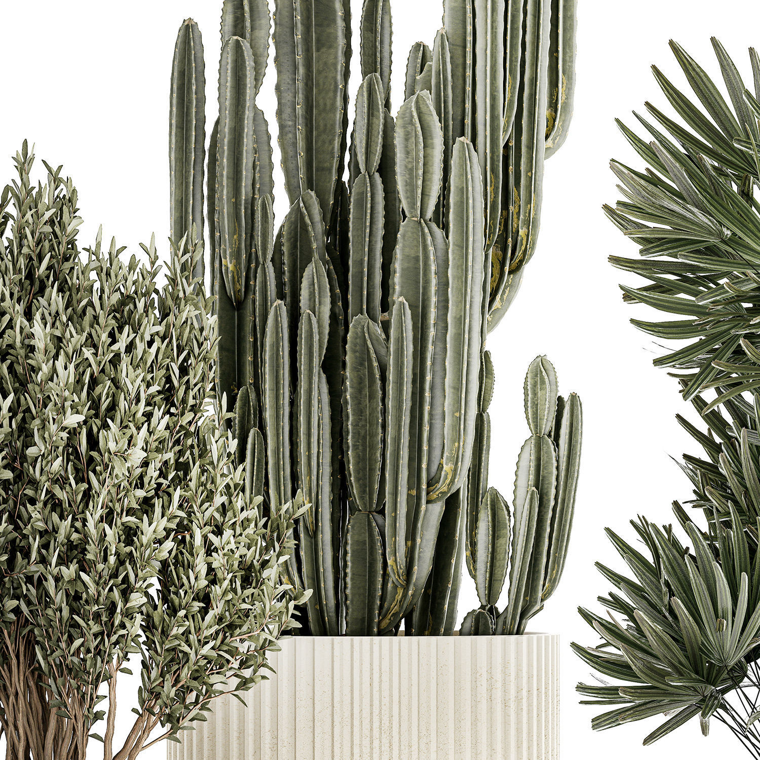 Beautiful Cereus and Olive plant in a flower pot 1248 3D model_7