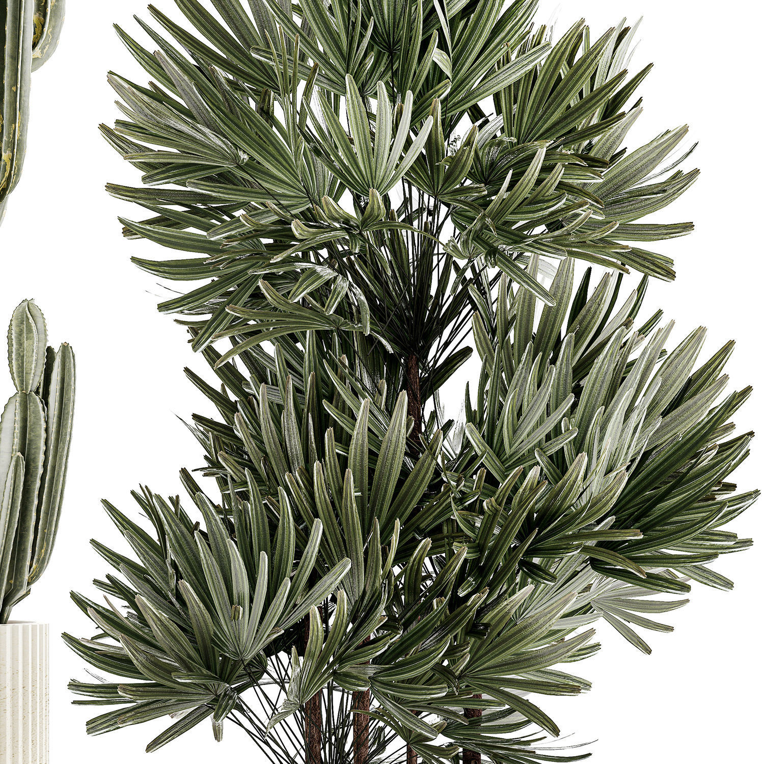 Beautiful Cereus and Olive plant in a flower pot 1248 3D model_10