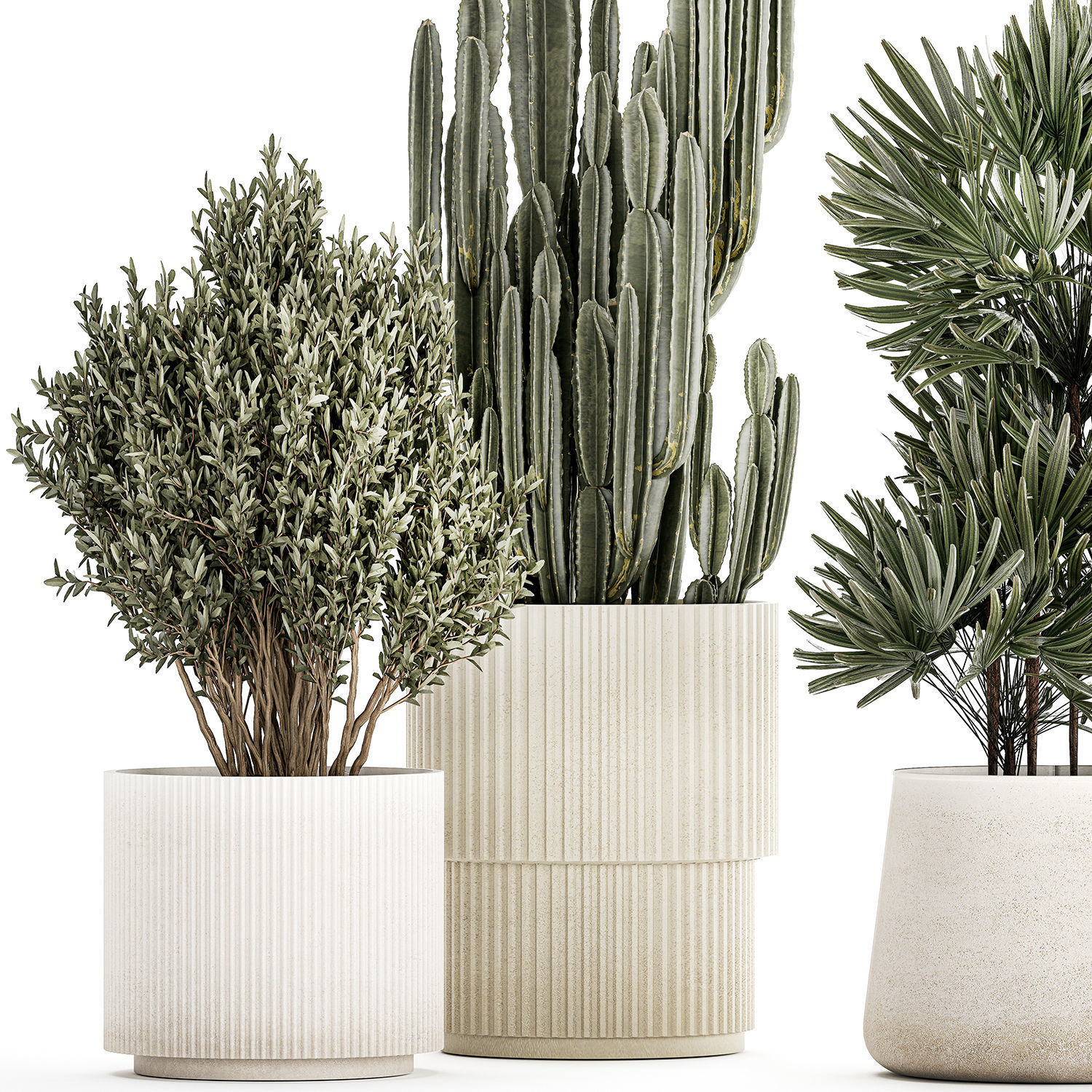 Beautiful Cereus and Olive plant in a flower pot 1248 3D model_8