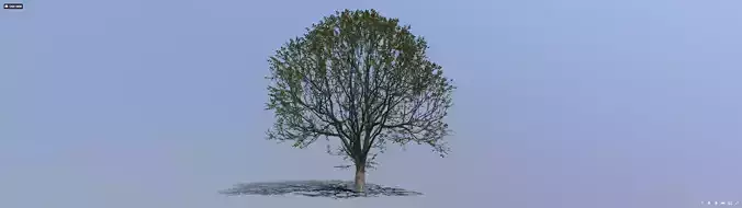 Tree 002
