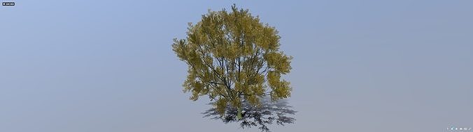 tree 006 Free 3D model
