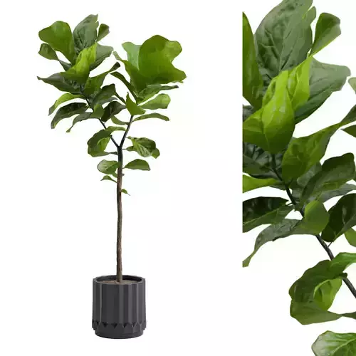 Ficus Lyrata Fiddle leaf