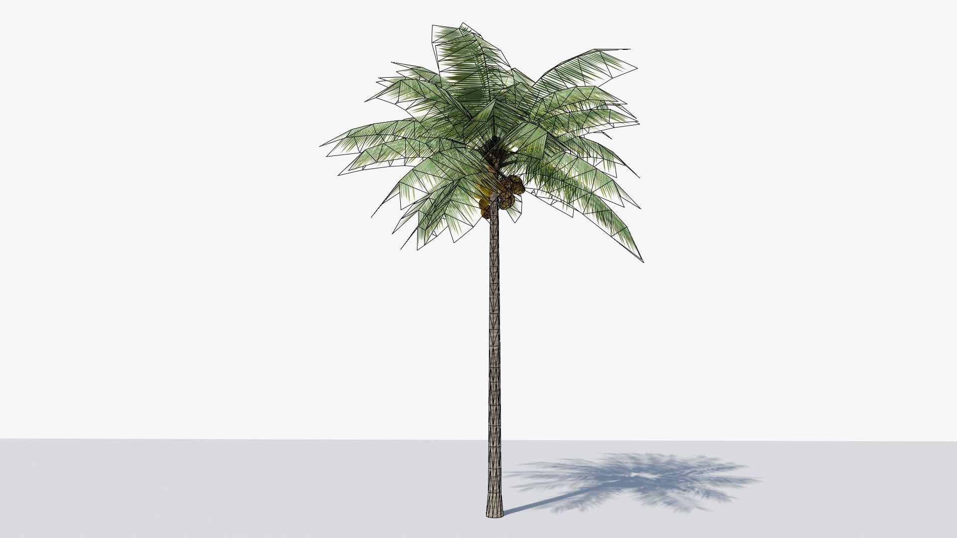Lowpoly Coconut Palm v1 Low-poly 3D model_16
