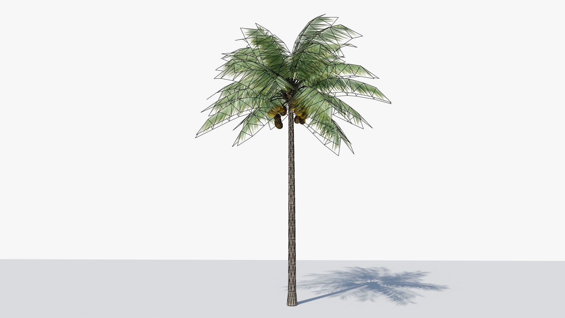 Lowpoly Coconut Palm v1 Low-poly 3D model_1