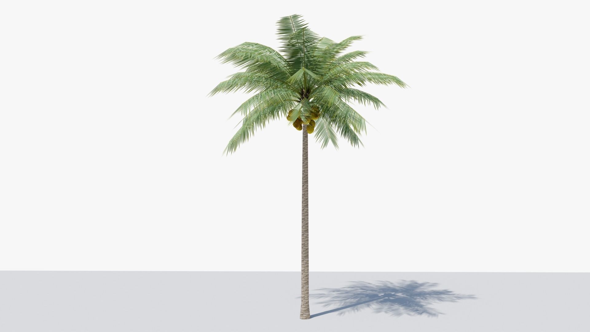 Lowpoly Coconut Palm v1 Low-poly 3D model_6