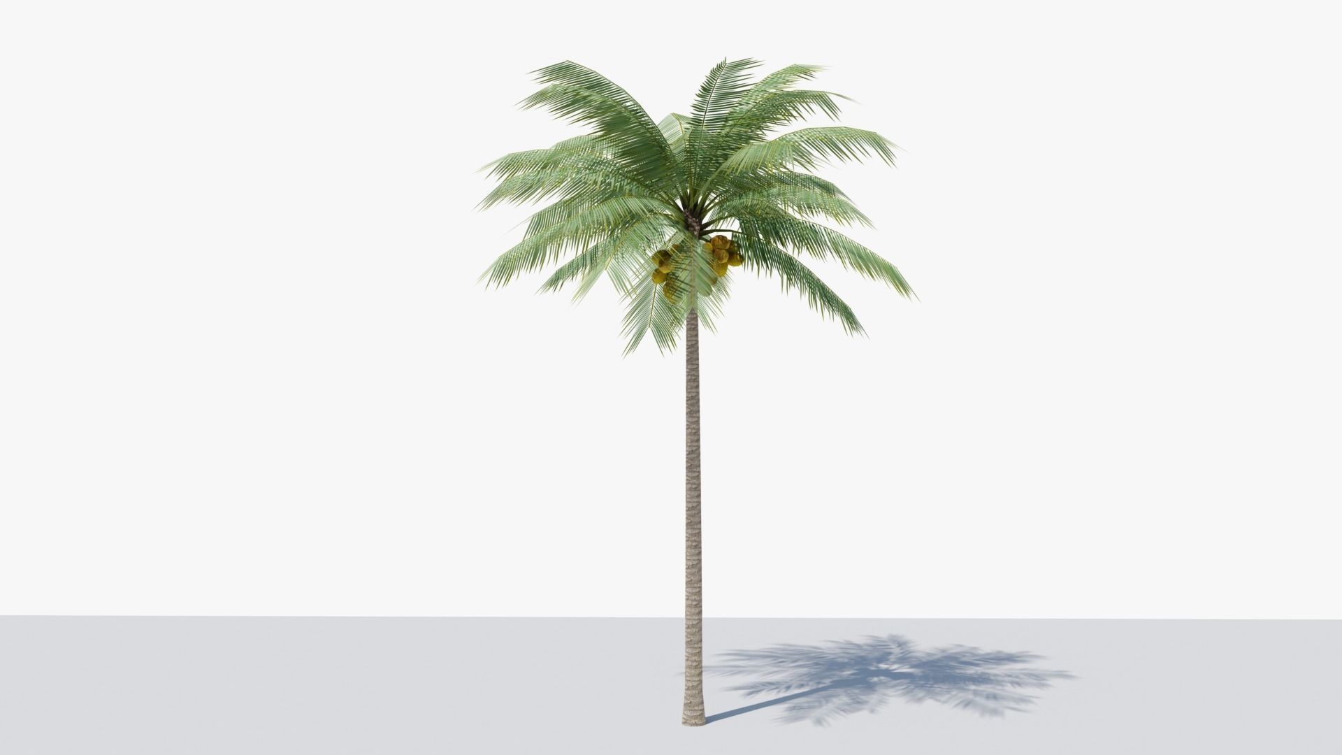 Lowpoly Coconut Palm v1 Low-poly 3D model_3
