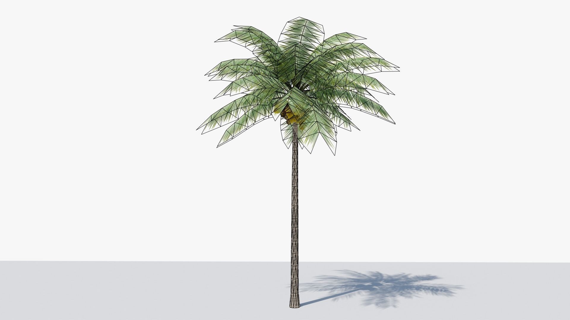 Lowpoly Coconut Palm v1 Low-poly 3D model_13