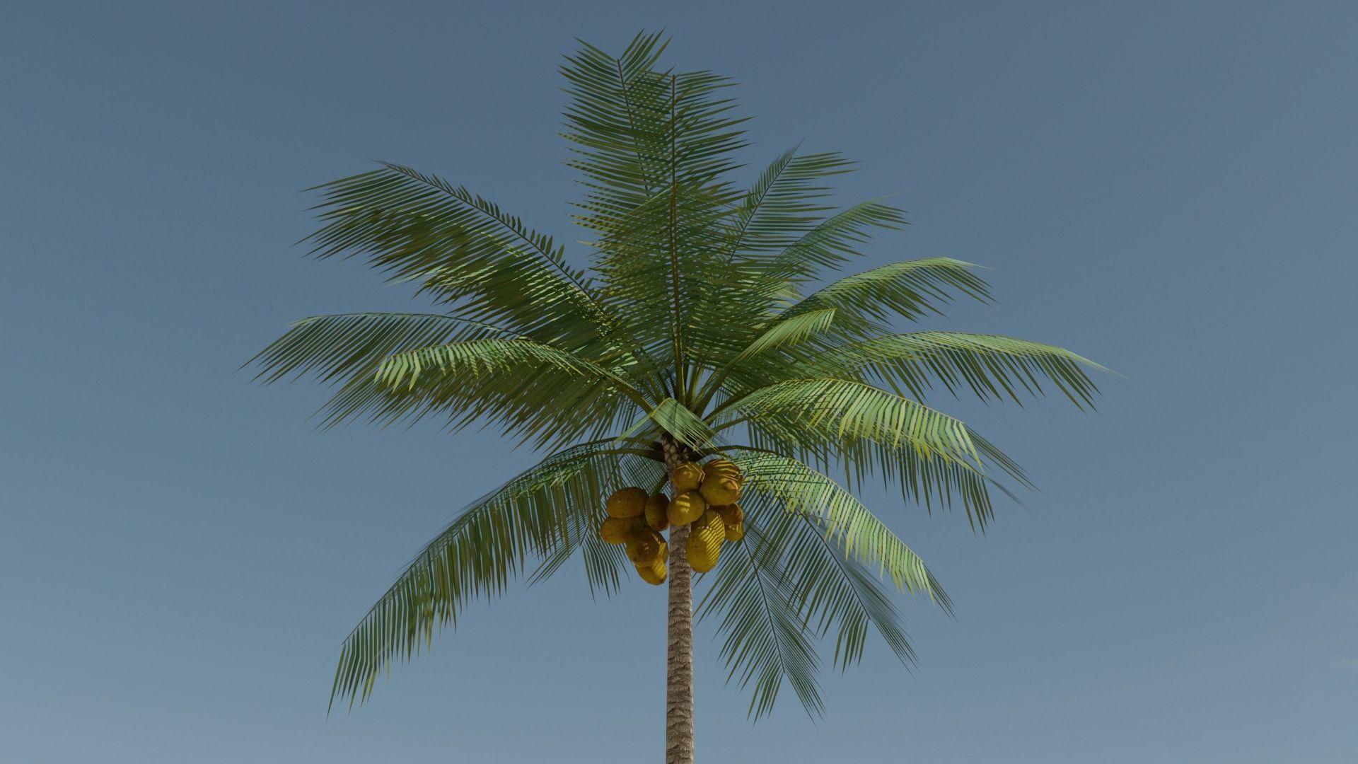 Lowpoly Coconut Palm v1 Low-poly 3D model_19