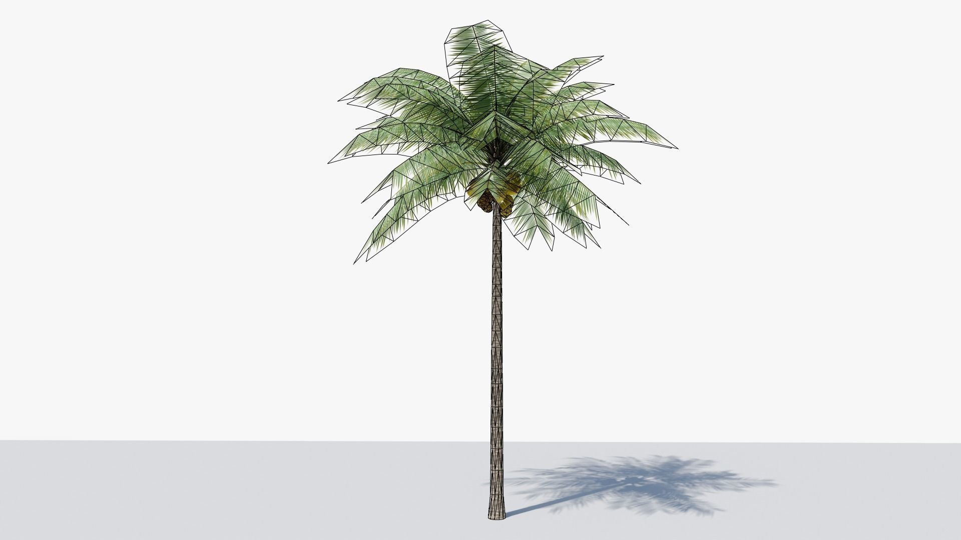 Lowpoly Coconut Palm v1 Low-poly 3D model_7