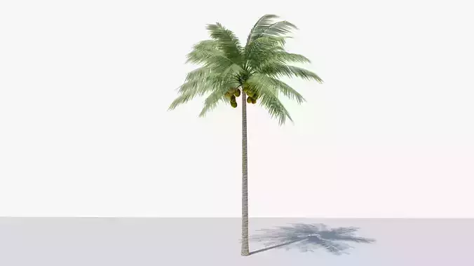 Lowpoly Coconut Palm v1 Low-poly 3D model