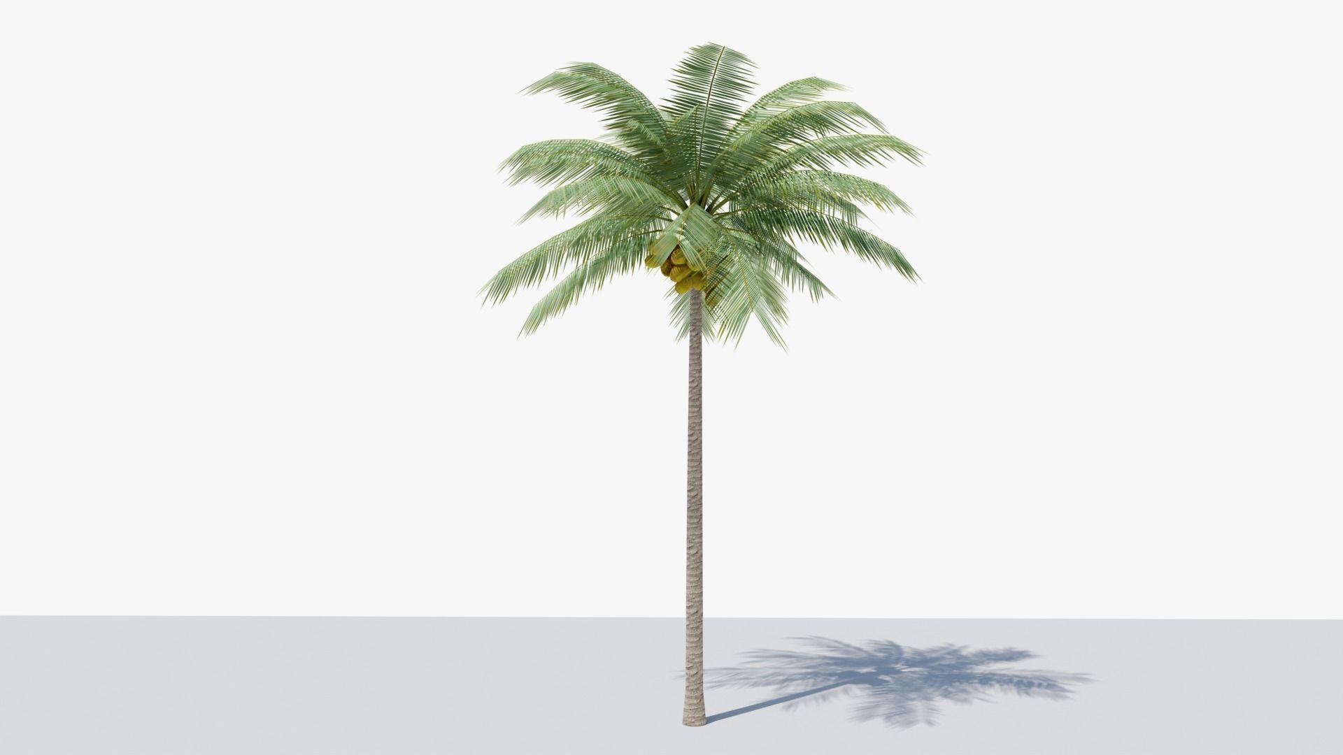 Lowpoly Coconut Palm v1 Low-poly 3D model_12