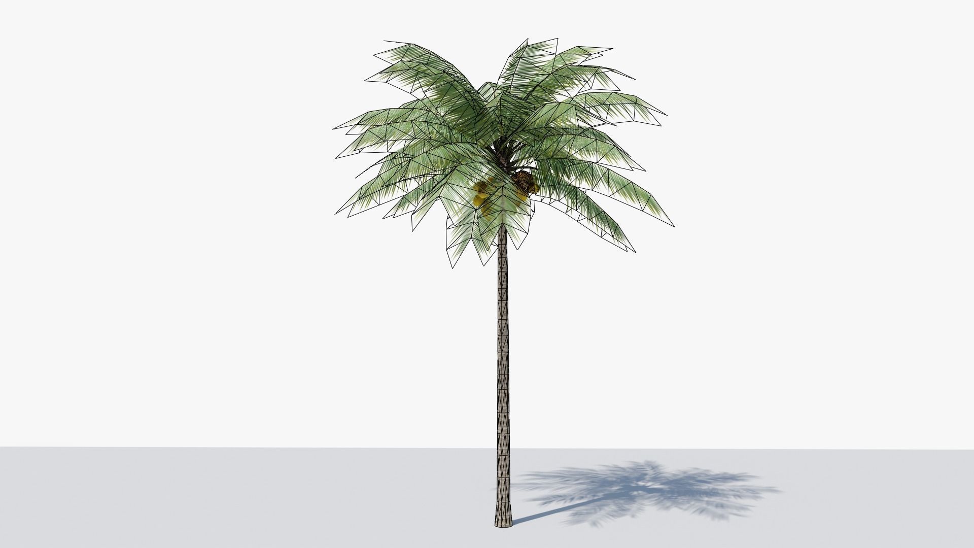 Lowpoly Coconut Palm v1 Low-poly 3D model_4