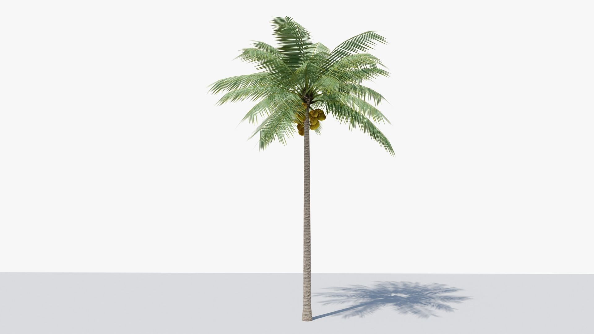 Lowpoly Coconut Palm v1 Low-poly 3D model_15