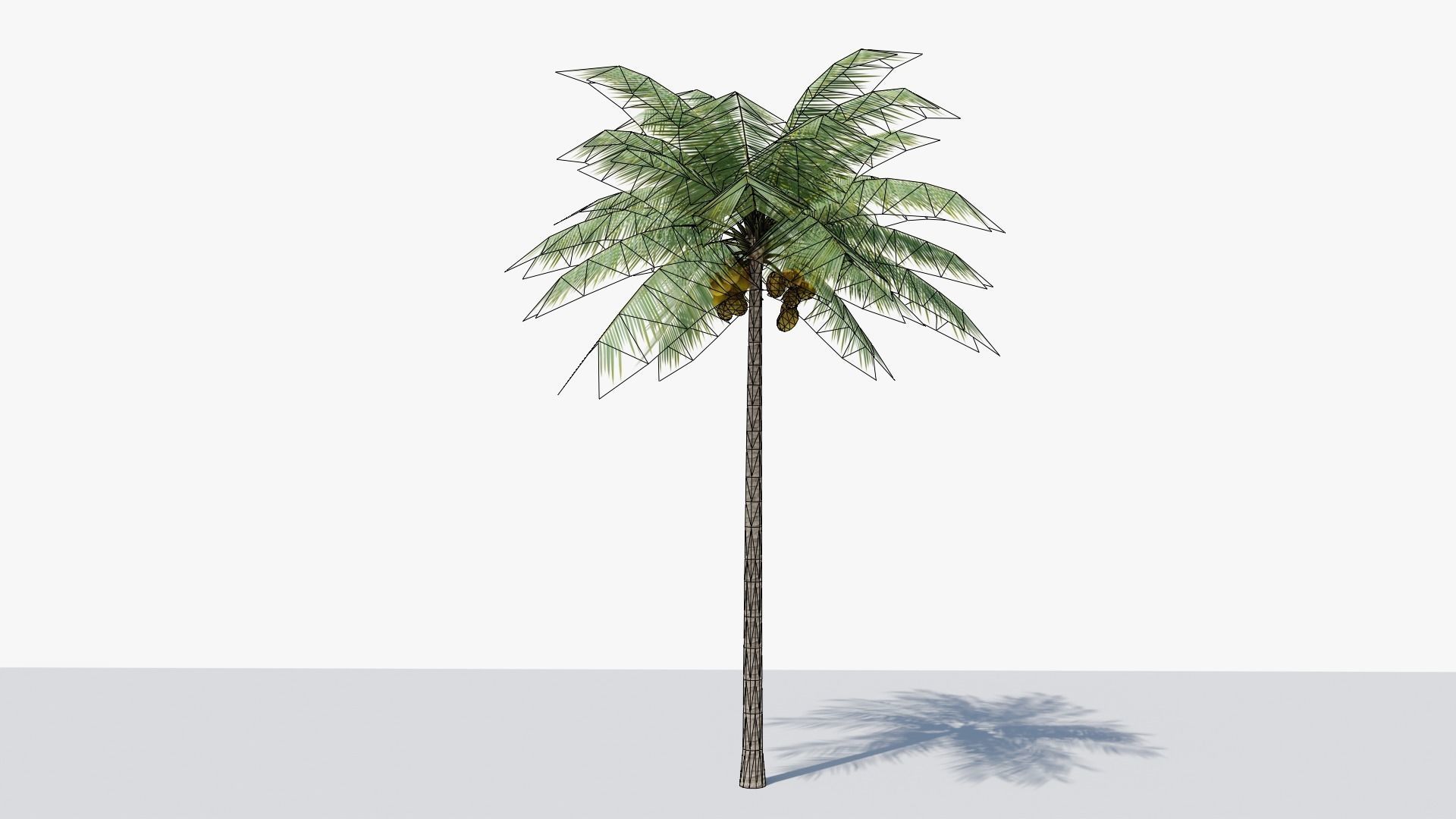 Lowpoly Coconut Palm v1 Low-poly 3D model_10