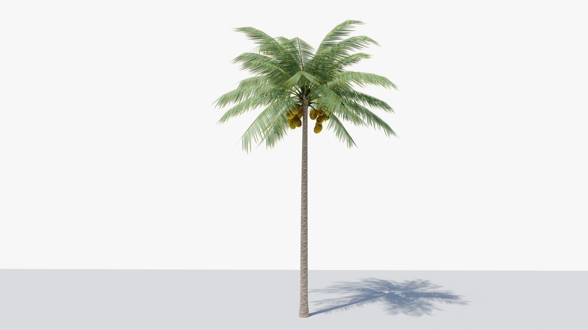 Lowpoly Coconut Palm v1 Low-poly 3D model_9