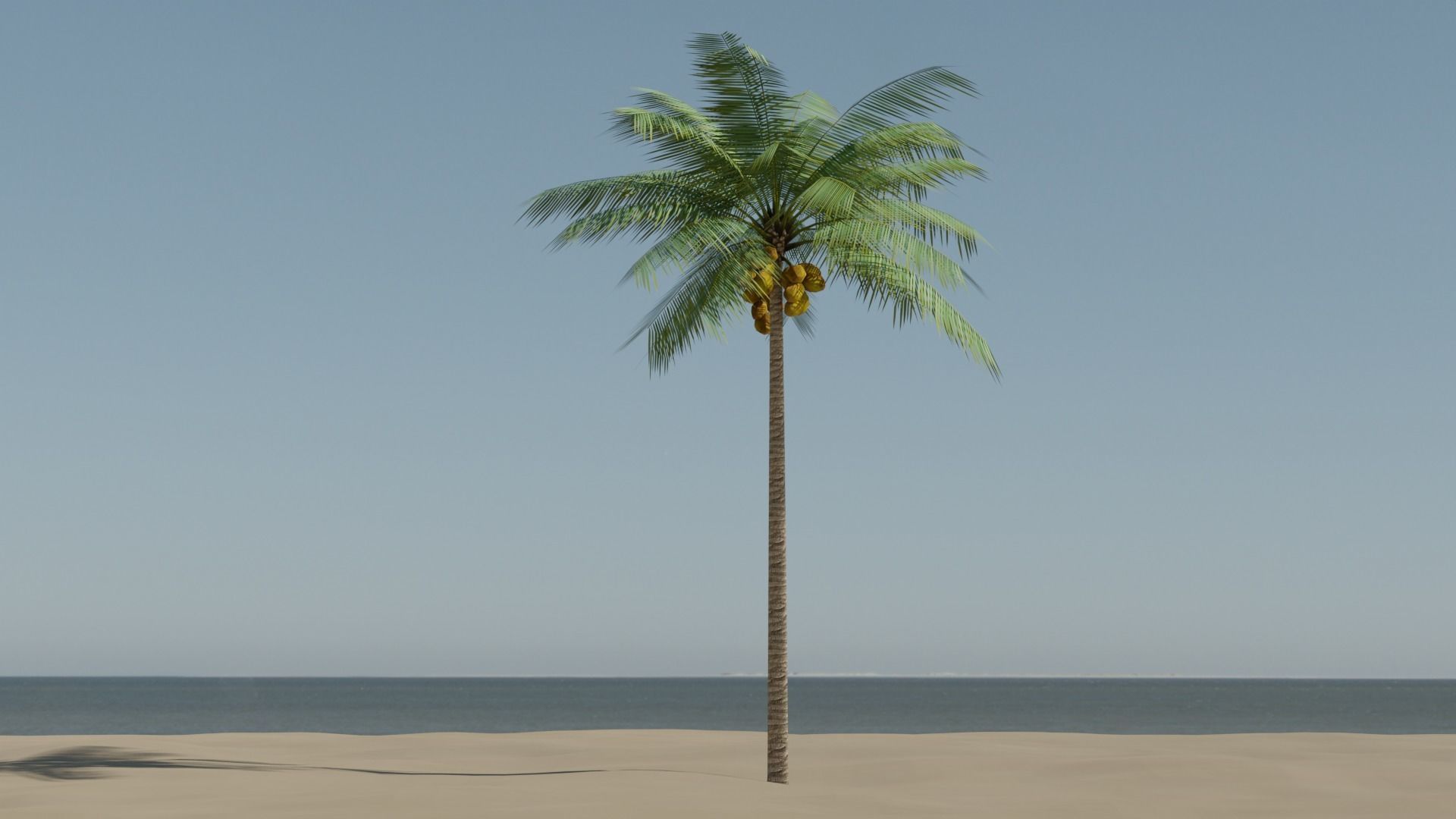 Lowpoly Coconut Palm v1 Low-poly 3D model_18