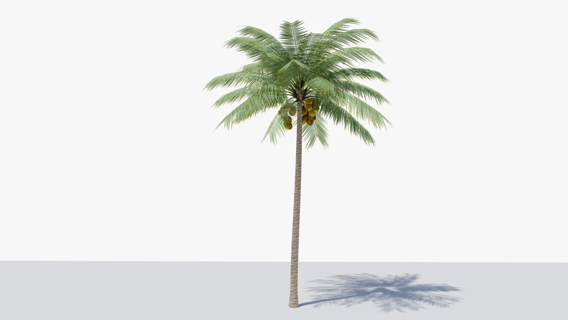 Lowpoly Coconut Palm v2 Low-poly 3D model_15