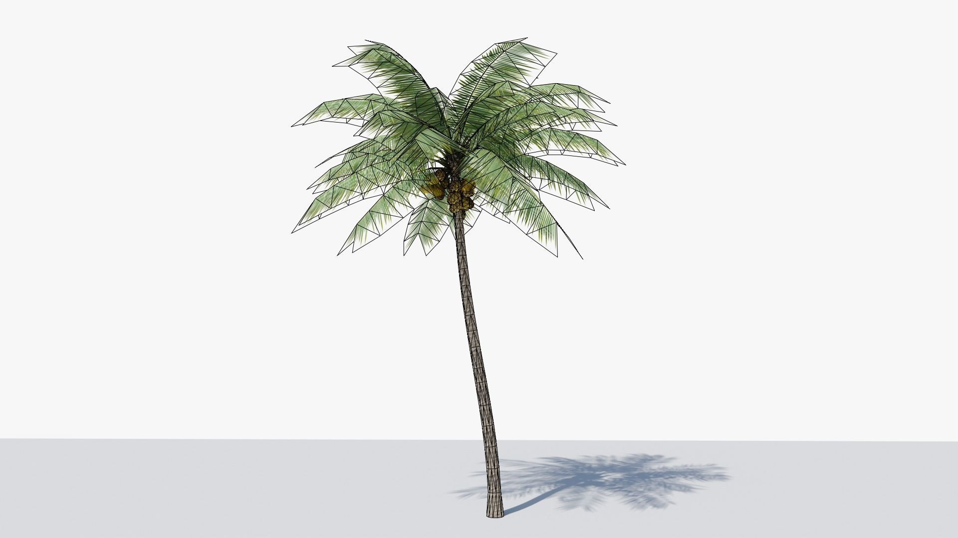 Lowpoly Coconut Palm v2 Low-poly 3D model_10