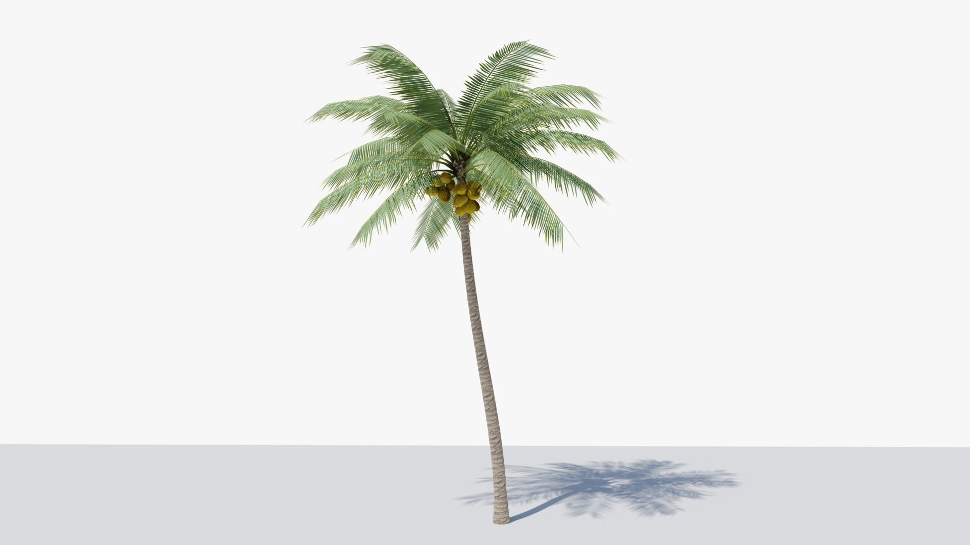 Lowpoly Coconut Palm v2 Low-poly 3D model_9