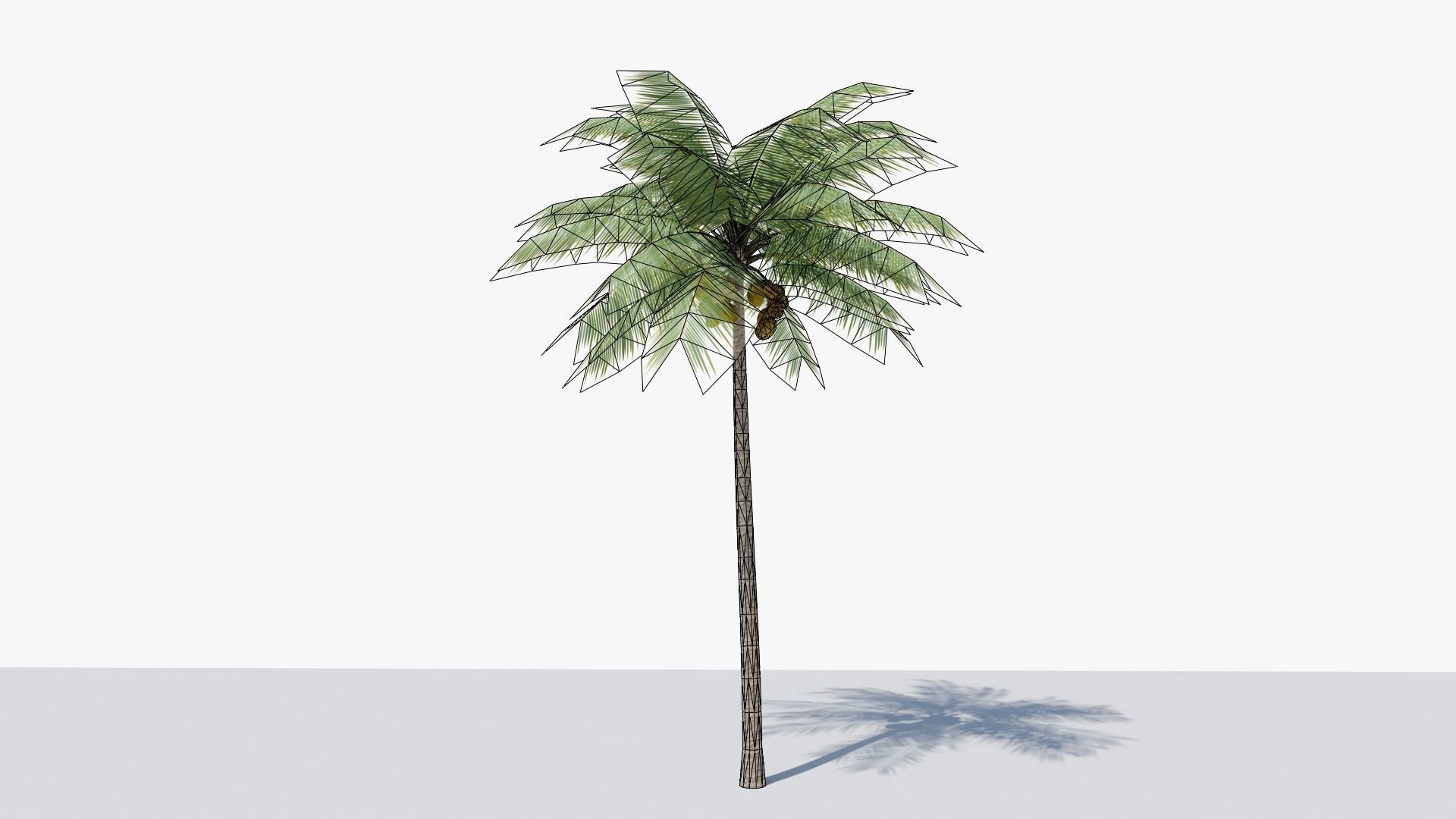 Lowpoly Coconut Palm v2 Low-poly 3D model_7