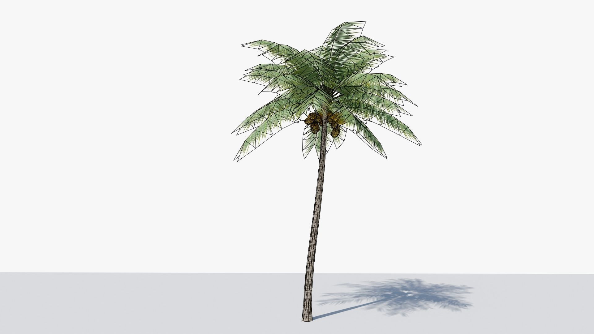 Lowpoly Coconut Palm v2 Low-poly 3D model_4