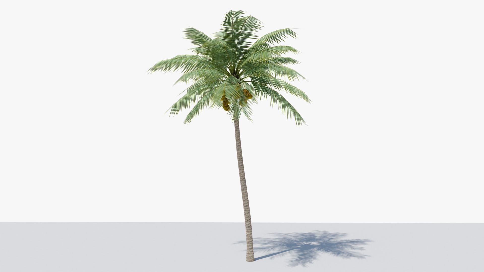 Lowpoly Coconut Palm v2 Low-poly 3D model_12