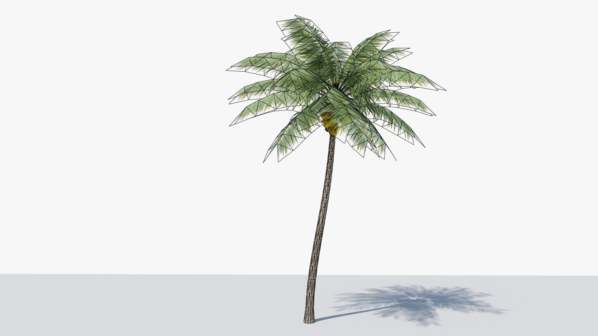Lowpoly Coconut Palm v2 Low-poly 3D model_1