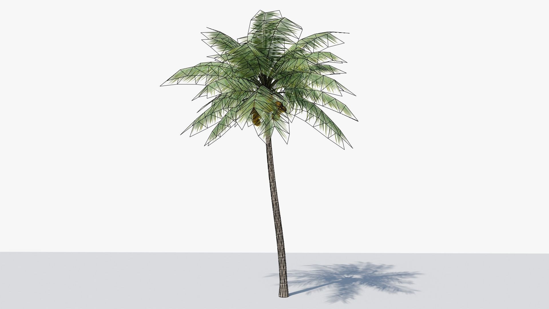 Lowpoly Coconut Palm v2 Low-poly 3D model_13