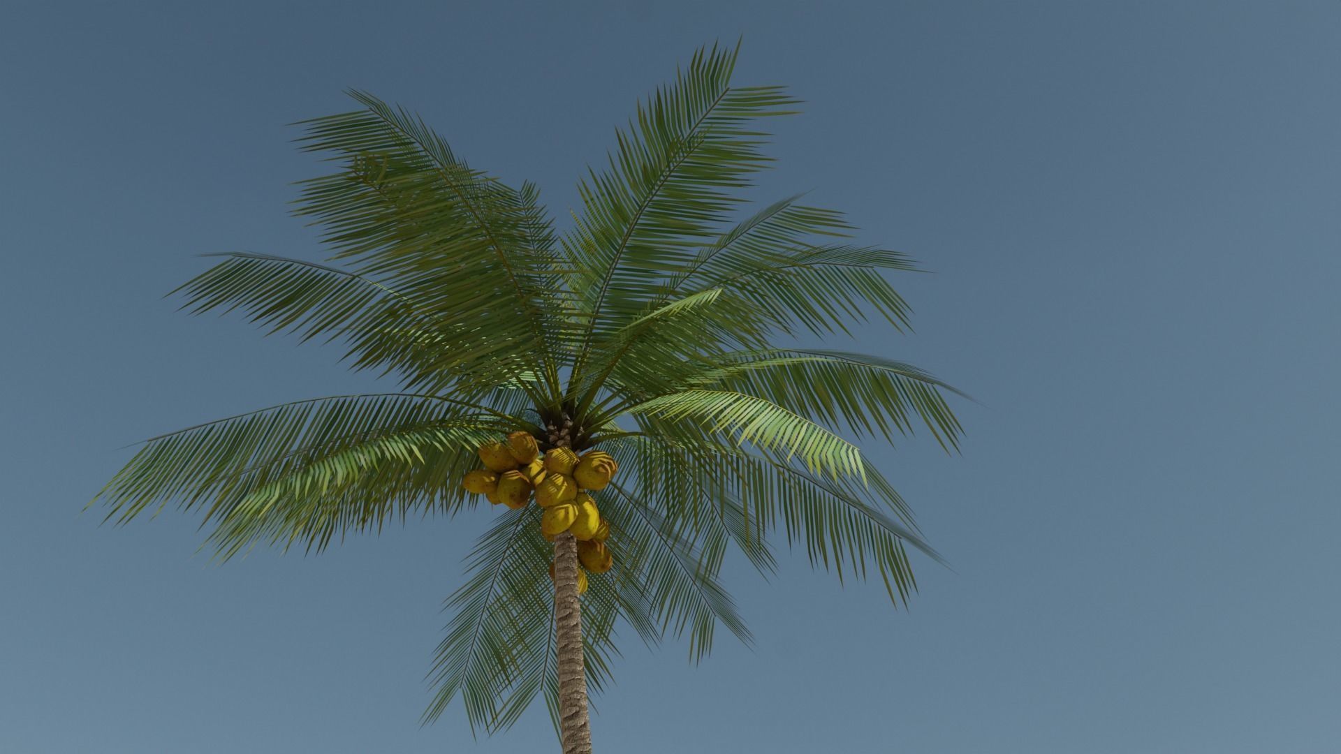 Lowpoly Coconut Palm v2 Low-poly 3D model_19