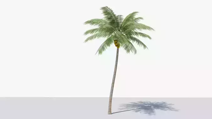 Lowpoly Coconut Palm v2 Low-poly 3D model